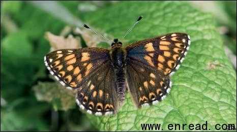A second appearance for the Duke of Burgundy could become more common