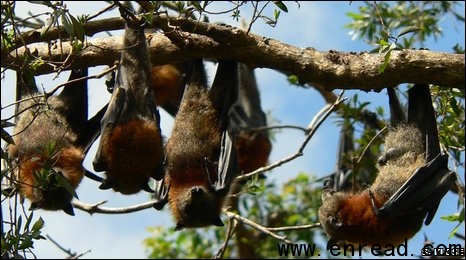 Male grey-headed flying foxes maintain harems of females