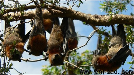 How a flying fox keeps his harem 狐蝠如何维持