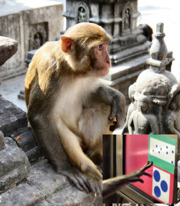 A rhesus macaque can perform rough sums on a computer test almost as well as a college student can.