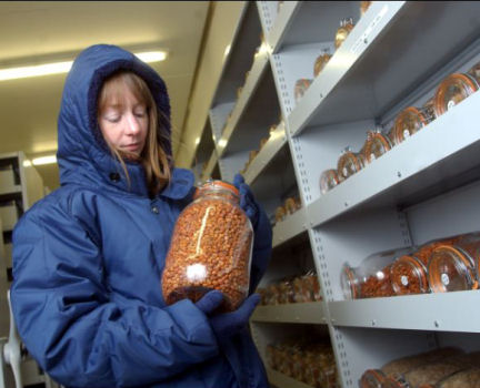 A worker checks on containers of seeds at a storage facility run by the Millennium Seed Bank Project in England. She is bundled up because the seeds are stored at a frosty C4ºF (C20ºC).