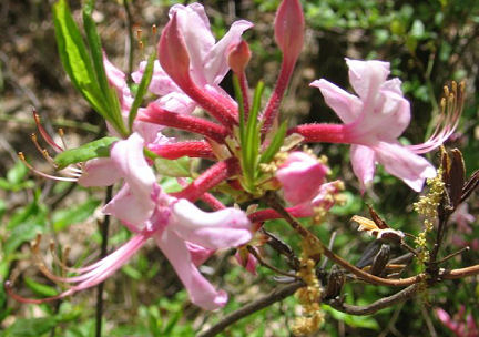 This pink-colored Pinxterbloom Azalea bush on New York's Staten Island is one of the plants whose seeds will be collected by the Millennium Seed Bank Project.