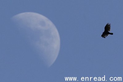 A bird soars in front of a half moon near Glencoe, Ky., Monday, Aug. 16, 2010.