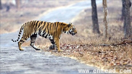 是什么意思答:variethe bird sanctuary; pricetag set for tiger