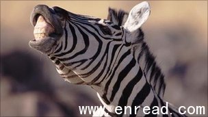 The zebra is one of the animals on the increase in Ugandan national parks