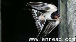 Swallows are among the species that make long distance migrations to northern Europe