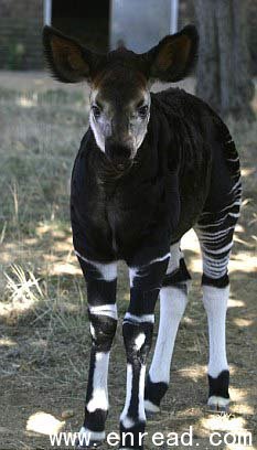 An okapi: Tracks were seen by researchers five years ago for the first time since 1959.