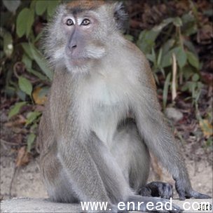 Macaque monkeys can become aggressive when in search of food or mates
