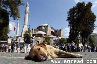 A stray dog lies outside the Hagia Sophia museum in Istanbul September 17, 2010.
