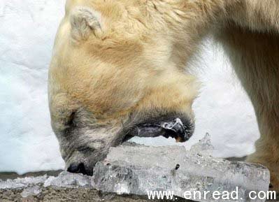 A polar bear opens his mouth wide to bite a large ice block which contains food at Tokyo\s Ueno Zoo in 2007.