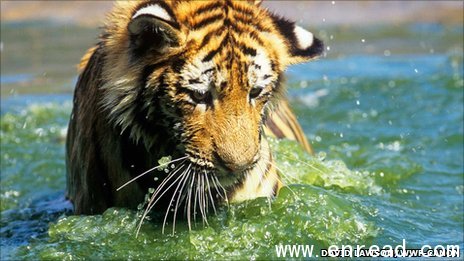 Fewer than 3,500 tigers are estimated to remain in the wild yet the illegal trade continues, the study warns