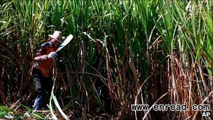 Sugar is the mainstay of Cuba's agricultural economy