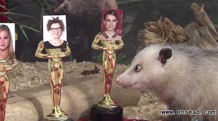 Oscars 2011: Heidi the cross-eyed opossum backs Natalie Portman.