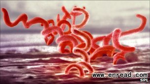 Syphilis is caused by sexually transmitted bacteria known as Treponema pallidum.