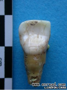 Teeth were among the ancient human remains found at the cave site