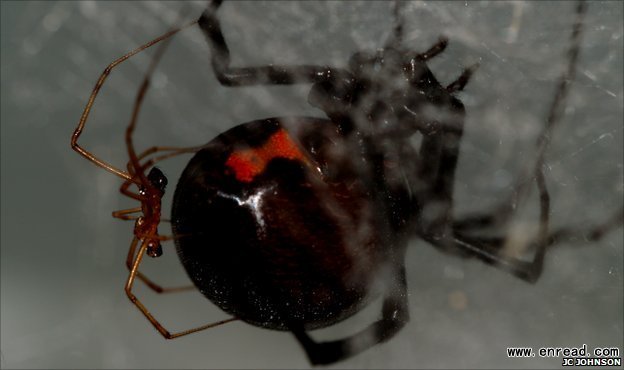 The female black widow spider is much larger than the male