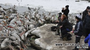 Local residents have been aiding the effort to keep the pelicans fed