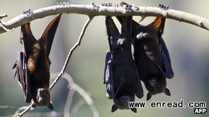 Hundreds of thousands of fruit bats like these arrived in the town in late February