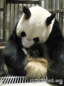 Shin Shin with her baby just days after keepers realised she was pregnant