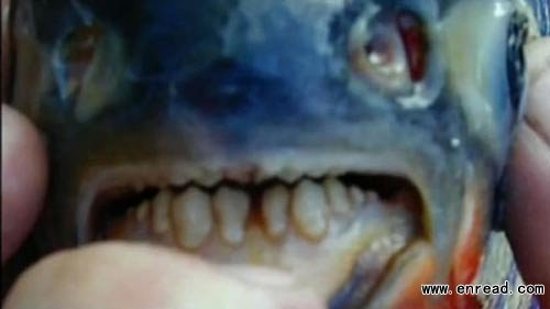 A pacu fish, known for eating human testicles, has been captured in Lake Lou Yaeger in Illinois.