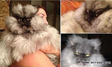This is Colonel Meow, the furious-looking feline whose sourpuss expression has made him an internet sensation.