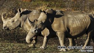 South Africa has the largest population of rhinos in the world