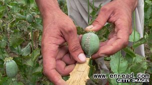 Burma accounts for 25% of opium grown in the world
