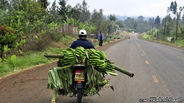 Bananas could take the place of potatoes in some developing countries