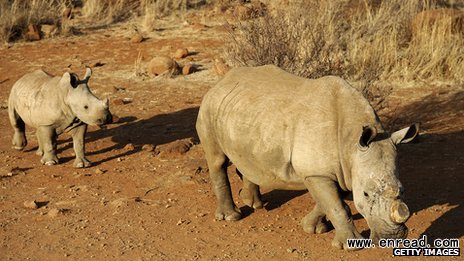 At least 618 rhinos have been poached in South Africa in 2012, nearly double the number killed in 2010