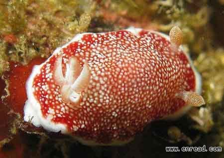 All sea slugs have complicated mating behaviour, but Chromodoris reticulata has surprised scientists with its ability to lose and then re-grow its penis.