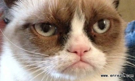 Stars in her eyes ... Grumpy Cat looking excited at career <a href=