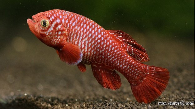 Male Nothobranchius kadleci can go from eggs to fathers in one month