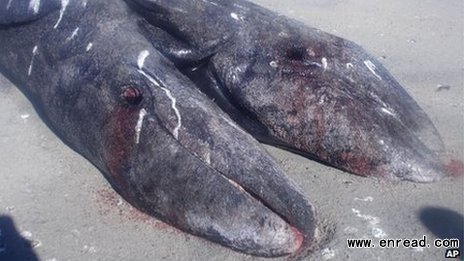 The two conjoined gray whale calves have been described as 