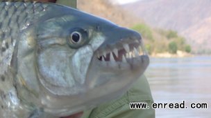 The fish have impressively sharp teeth