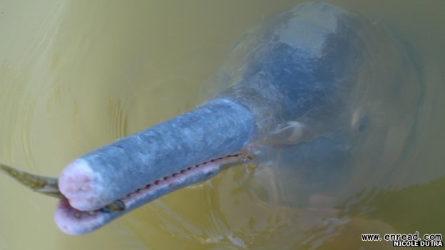 The Araguaia river dolphin is the first new species described since 1918
