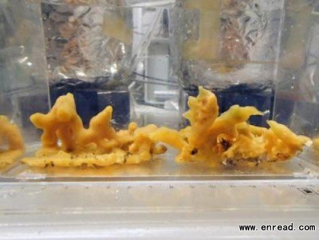 Sea sponge Halichondria panicea was used in the experiment at the University of Southern Denmark.