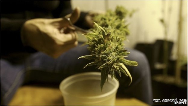 Home growers will be allowed to keep up to six cannabis plants per household