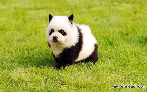 熊猫狗在中国十分流行_社会生活_英文阅读网