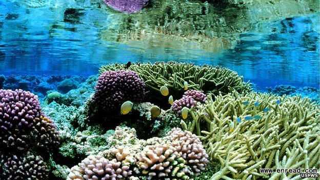 The protected area is home to corals, seabirds and vegetation not found anywhere else in the world