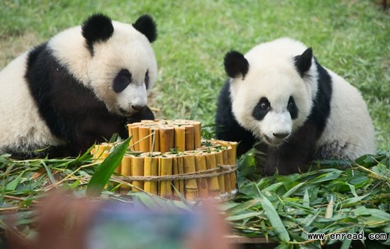澳门双胞胎熊猫幼仔庆祝一岁生日_社会生活_