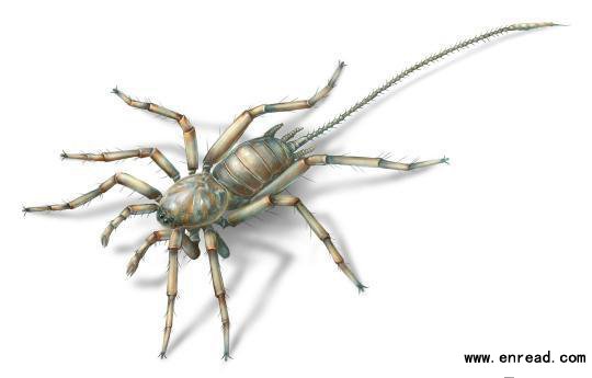 1亿年历史的琥珀中发现长尾蜘蛛