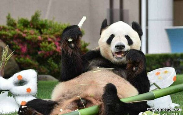 大熊猫永明荣获日本动物大奖最高奖