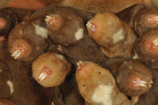 Damaraland mole rats dig tunnels by biting away the soil with large front teeth that arise outside their mouths. A digger can thus keep its mouth closed and dirtfree.