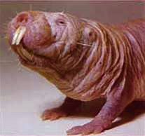 Naked mole rats, which are blind and nearly hairless, live in underground colonies with one queen.