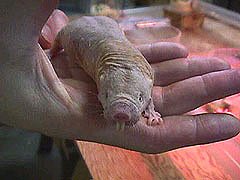 Adult naked mole rats are about 7 centimeters (3 inches) long and weigh 30 to 70 grams (1 to 2.4 ounces).