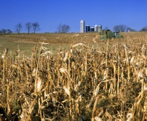 Microbes could help turn cornstalks and other waste plant material into a biofuel.