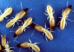The stomachs of termites contain bacteria that can break down cellulose.