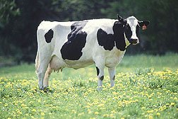 A cow's stomach is home to cellulose-munching microbes.