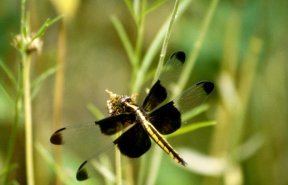 There are about 5,700 types of dragonflies around the world.