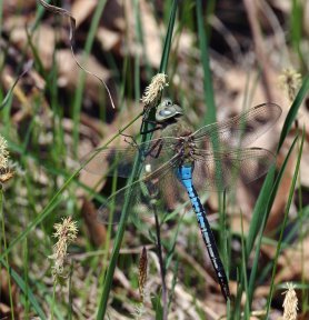 By attaching tiny radio transmitters to green darner dragonflies, researchers discovered that these insects can travel many kilometers in 1 day.